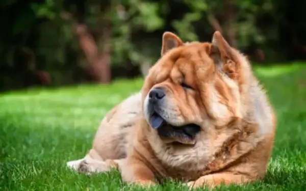 Qual cachorro tem o DNA mais parecido com o do lobo 10