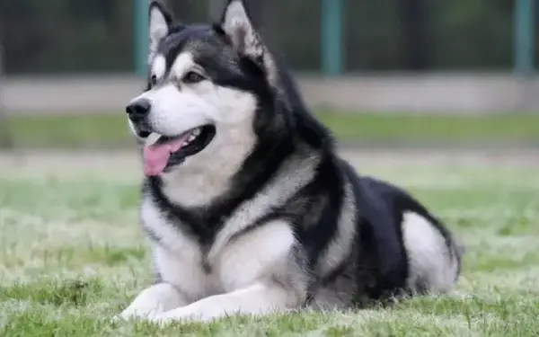 Qual cachorro tem o DNA mais parecido com o do lobo 11