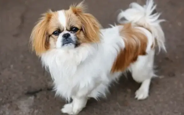 Qual cachorro tem o DNA mais parecido com o do lobo 12