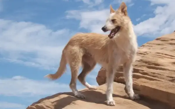 Qual cachorro tem o DNA mais parecido com o do lobo 13