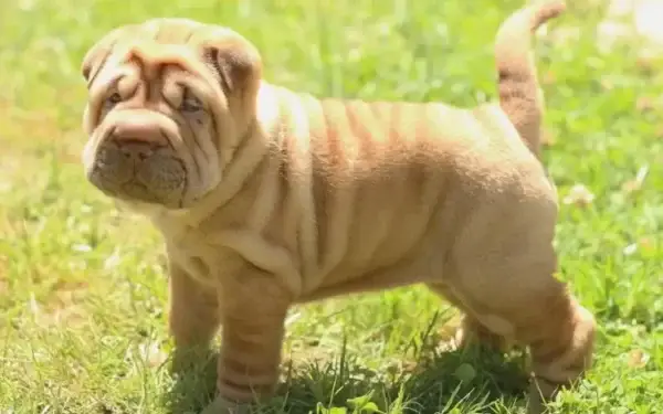 Qual cachorro tem o DNA mais parecido com o do lobo 14