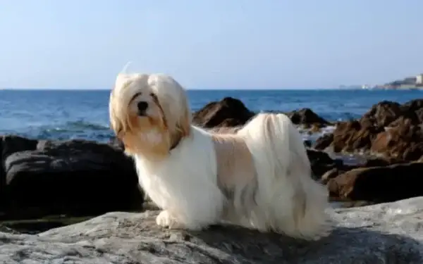 Qual cachorro tem o DNA mais parecido com o do lobo 3