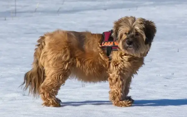 Qual cachorro tem o DNA mais parecido com o do lobo 4
