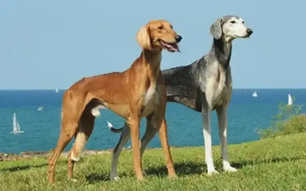 Qual cachorro tem o DNA mais parecido com o do lobo 5