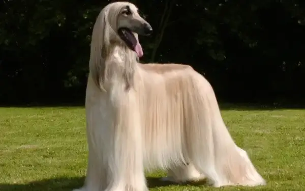 Qual cachorro tem o DNA mais parecido com o do lobo 6
