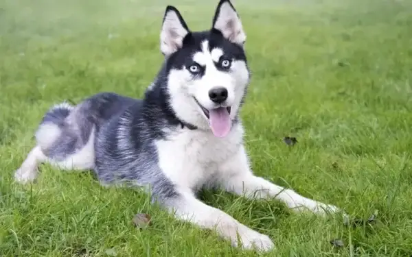 Qual cachorro tem o DNA mais parecido com o do lobo 7