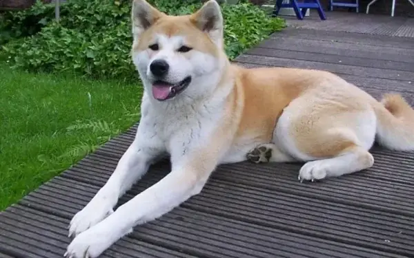 Qual cachorro tem o DNA mais parecido com o do lobo 8