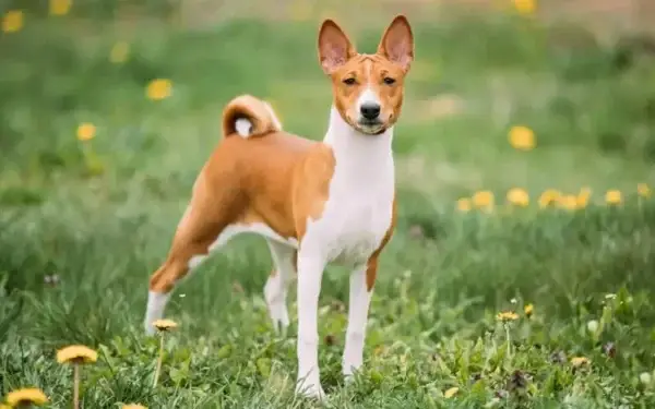 Qual cachorro tem o DNA mais parecido com o do lobo 9