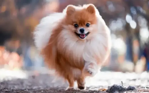 Qual cachorro tem o DNA mais parecido com o do lobo14