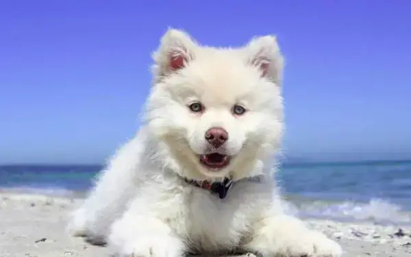 Qual cachorro tem o DNA mais parecido com o do lobo2