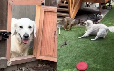 [VÍDEO] Vizinhos instalam alçapão na cerca para que os amigos cachorros possam brincar