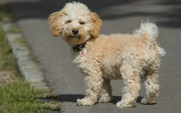 cachorro que parece urso 1