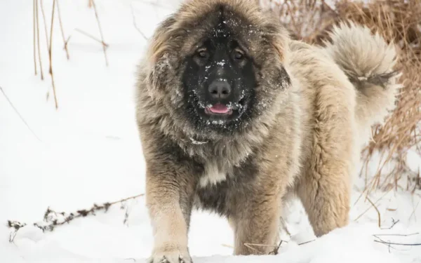 cachorro que parece urso 15