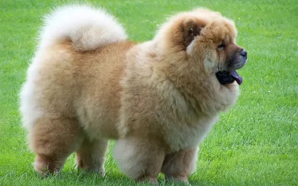 cachorro que parece urso 18