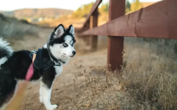 cachorro que parece urso 2