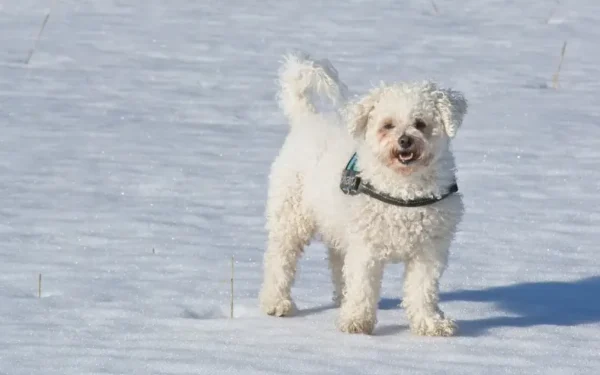 cachorro que parece urso