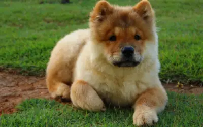 Cachorro que parece urso: conheça algumas raças