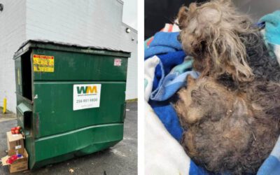 Cachorro é encontrado na lata de lixo