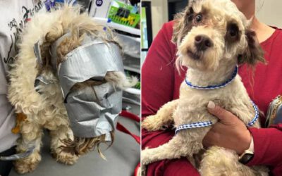 Cachorro desaparecido encontrado com a cabeça enrolada com fita adesiva se recupera enquanto investigam