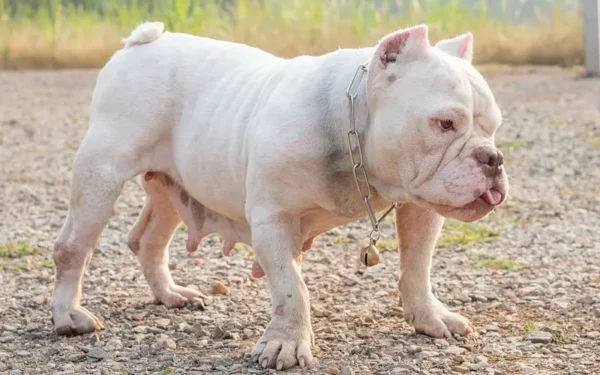 American Bully, muito confundido com o Pit Bull.