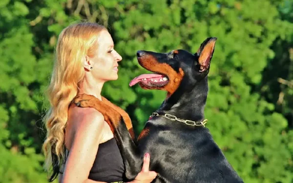 Curiosidades sobre o doberman Curiosidades sobre o doberman 06