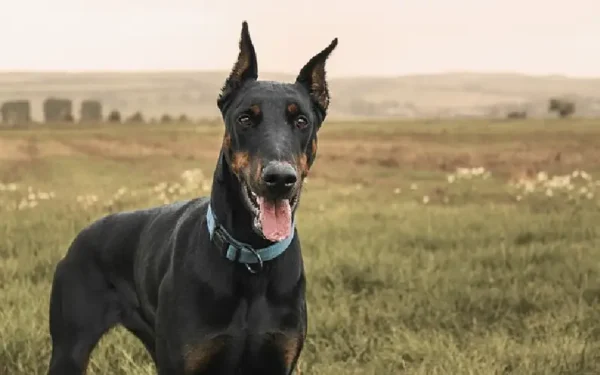 Curiosidades sobre o doberman Curiosidades sobre o doberman 02