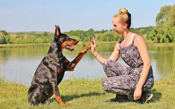 Curiosidades sobre o doberman Curiosidades sobre o doberman 04