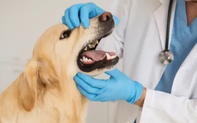 Maxilectomia Parcial em Cães: Guia Completo Sobre a Cirurgia e Recuperação