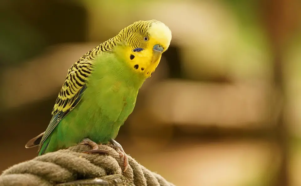 Os 5 Animais de Estimação Mais Fáceis de Cuidar