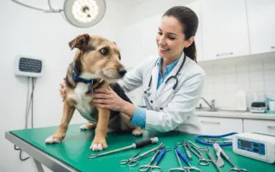 Ascite em Cães: Causas, Sintomas, Diagnóstico e Tratamento