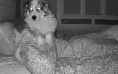Mulher revela como é dividir a cama com um cachorro grudento — e o vídeo viraliza