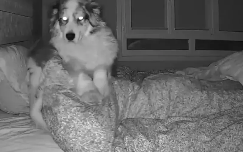 Mulher revela como é dividir a cama com um cachorro grudento — e o vídeo viraliza Mulher revela como é dividir a cama com um cachorro grudento — e o vídeo viraliza