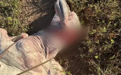 Ataques de Onças a Animais em Talismã: Medidas de Segurança e Investigações em Curso