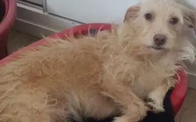 Após sobreviver à enchente no RS, cadelinha Luna encontra amor e segurança em nova família