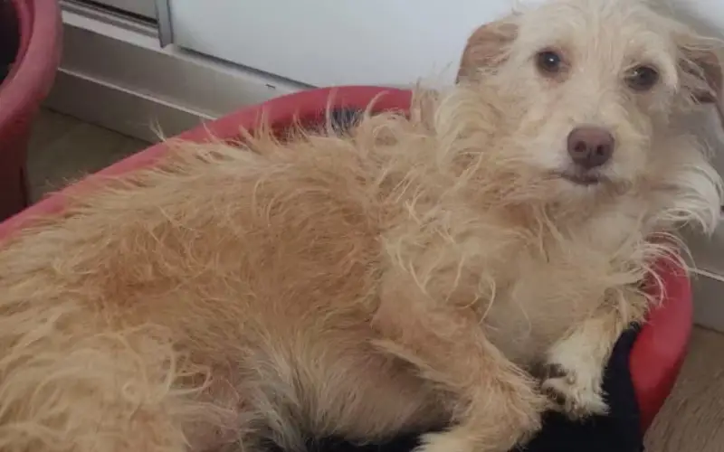 Após sobreviver à enchente no RS, cadelinha Luna encontra amor e segurança em nova família Após sobreviver à enchente no RS, cadelinha Luna encontra amor e segurança em nova família