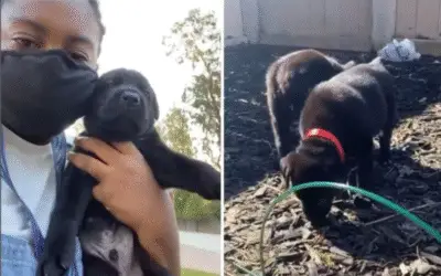 Família Descobre Mistura Inusitada de Raças em Seus Filhotes de Cane Corso após Teste de DNA Surpreendente