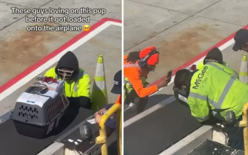 Momento fofo entre funcionário de aeroporto e cachorro encanta milhões nas redes sociais Momento fofo entre funcionário de aeroporto e cachorro encanta milhões nas redes sociais