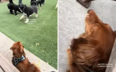 Dachshund brinca sozinho no parque e comove milhões nas redes sociais