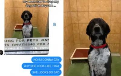Cachorrinha finge drama ao ser deixada na creche e emociona a dona