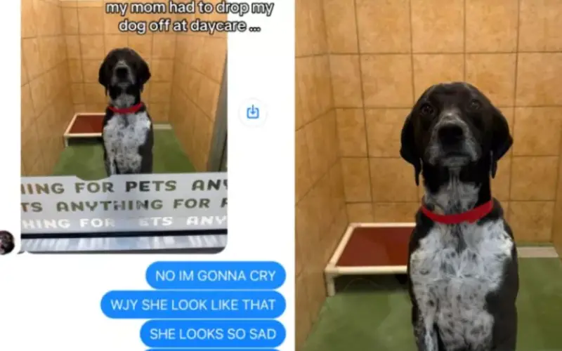 Cachorrinha finge drama ao ser deixada na creche e emociona a dona Cachorrinha finge drama ao ser deixada na creche e emociona a dona