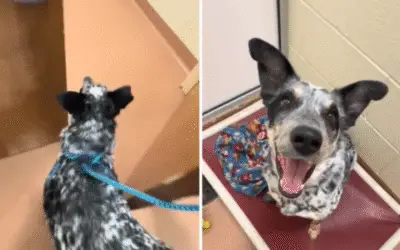 Cão de abrigo comove a internet ao perceber que passeio chegou ao fim