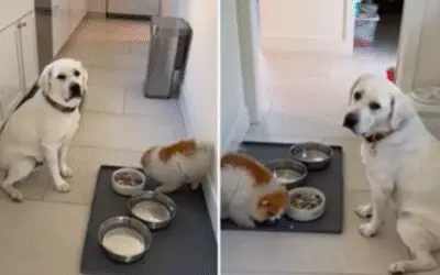 Amor felino, travessuras caninas e histórias emocionantes: os animais de estimação que conquistaram corações esta semana