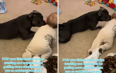 Cachorro conquista corações ao imitar irmãozinho humano que aprende a engatinhar