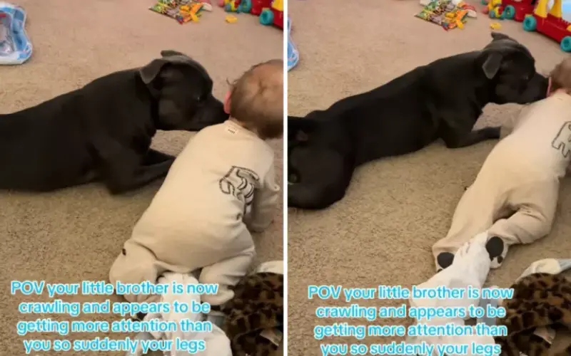 Cachorro conquista corações ao imitar irmãozinho humano que aprende a engatinhar Cachorro conquista corações ao imitar irmãozinho humano que aprende a engatinhar