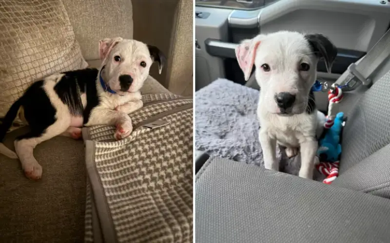 Amor felino, travessuras caninas e histórias emocionantes: os animais de estimação que conquistaram corações esta semana Amor felino, travessuras caninas e histórias emocionantes: os animais de estimação que conquistaram corações esta semana