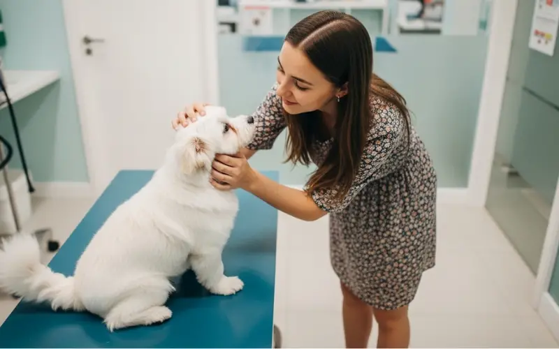 Envenenamento por Chumbo em Cães: Sintomas, Causas, Tratamento e Prevenção