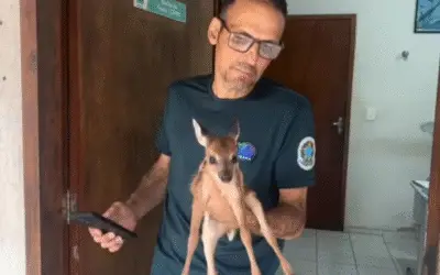 Filhote de veado-catingueiro órfão é resgatado no interior do Piauí