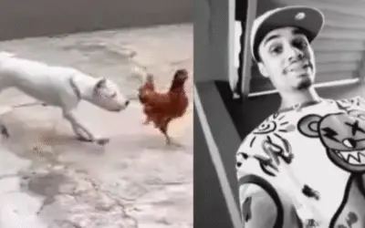 Influenciador que filmou cães atacando galinhas vivas recebe liberdade provisória