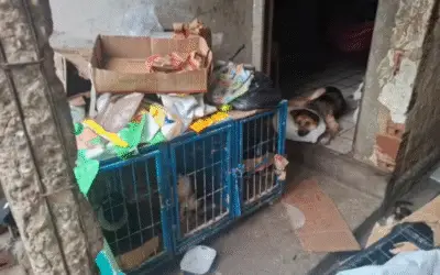 Suspeitos de realizar cirurgias ilegais em animais são presos em Teresina