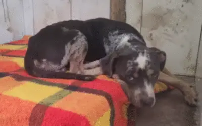Filhote de Pit Bull é Arremessado por Cima de Muro em ONG de Petrópolis